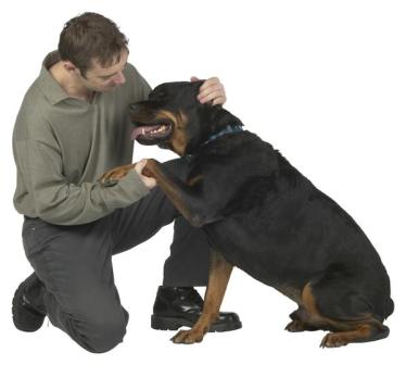 Como Entrenar A Un Cachorro Rottweiler Rottweilrpedia