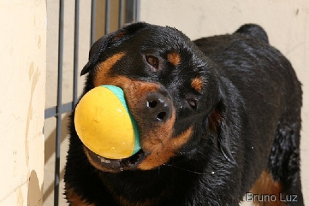 rottweiler masticando