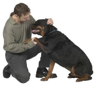 rottie entrenado
