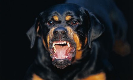 Rottweiler agresivo