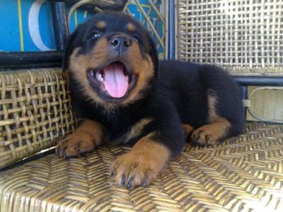 cachorro rotweiler
