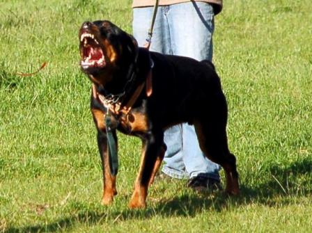barking