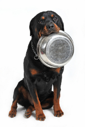 rottweiler plato comida